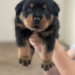 Rottweiler Puppies from GrowlHausRotts