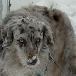 Australian Shepherds and Miniature Schnauzers from Jasmin Bartlett