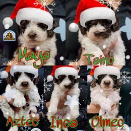 "5 weeks" Australian Labradoodle Puppies from HighStar Australian Labradoodles, Inc.
