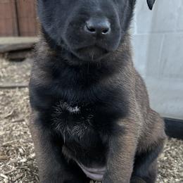Orange - Fawn sable female Belgian Malinois puppy in Ellerbe, North Carolina from Grand Prix Kennel