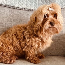 Havanese, Havapoo, and Labrador Retriever Puppies from Joyful Havanese and American FieldLabs