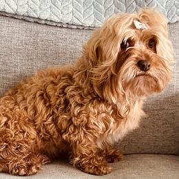 Havanese, Havapoo, and Labrador Retriever Puppies from Joyful Havanese and American FieldLabs