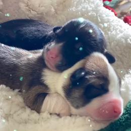 Pembroke Welsh Corgi Puppies from Corgis Hawaii Pleasantstone Aloha Corgis