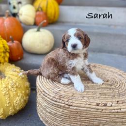 Sarah Sanderson - Red  female Goldendoodle puppy in Springville, Utah from JW Doodles