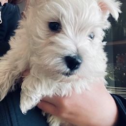 West Highland White Terrier Puppies from EClair's Havanese and Westies