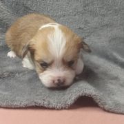 Girl 2 - Gold and white female Shorkie puppy in Boca Raton, Florida from Tina-Marie's Pups