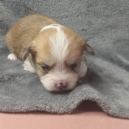 Girl 2 - Gold and white female Shorkie puppy in Boca Raton, Florida from Tina-Marie's Pups