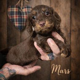 Mars - Chocolate male Dachshund puppy in New Caney, Texas from BouncinMiniWeenies