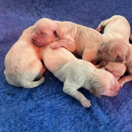 Pick 3 - Golden male Golden Retriever puppy in Jesup, Georgia from Painted Platinum Retrievers (Painted Platinum Kennel) PPK