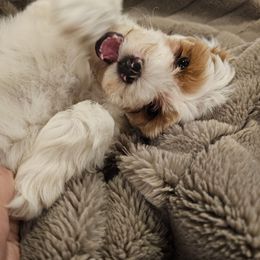 Peanut - Parti female Goldendoodle puppy in Forest, Ohio from Mini Doodle Buddies