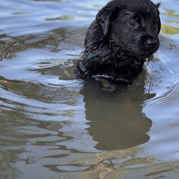 Labrador Retriever Puppies from AGL Retrievers