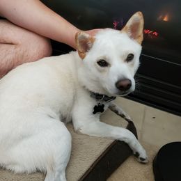 Yui - Shiba Inu
