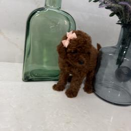 Millie - Red  female Goldendoodle puppy in Mint Hill, North Carolina from DoodleForever