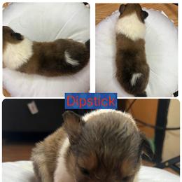 Dipstick - Sable and white male Collie puppy in Saginaw, Michigan from DJ Critter Cove