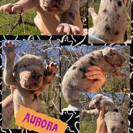 AURORA - Merle female Great Dane puppy in Wellsville, New York from Prophecy Danes