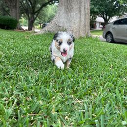 Willa - Blue merle female Miniature Australian Shepherd puppy in North Richland Hills, Texas from Hailey's Miniature Australian Shepherds