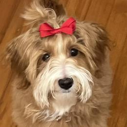 Annabell - Havanese