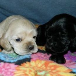 Cocker Spaniels from Sunshine Cockers