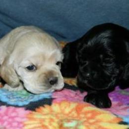 Cocker Spaniels from Sunshine Cockers