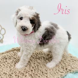 Iris - Blue merle female Bernedoodle puppy in Omaha, Nebraska from Whimsy Doodles