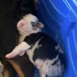 Jasper - Blue merle male Australian Shepherd puppy in Cypress, Texas from Cypress Aussies