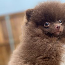 Boy 2 - Chocolate Pomeranian puppy in Abilene, Texas from Blessedpoms
