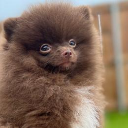 Boy 2 - Chocolate Pomeranian puppy in Abilene, Texas from Blessedpoms