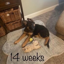 German Shepherd Puppies from 501 Shepherds