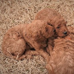 Goldendoodle Puppies from Janna Butler's Goldendoodles