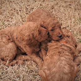 Goldendoodle Puppies from Janna Butler's Goldendoodles