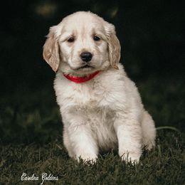 Red Girl - Golden Retriever puppy from Carolina Goldens