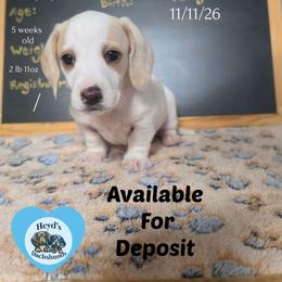 Lou - Piebald male Dachshund puppy in Hoquiam, Washington from Heyd's Mini Dachshunds