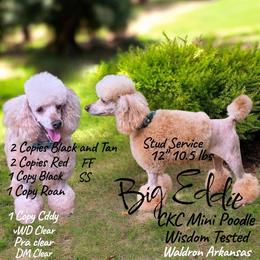 Eddie - Poodle