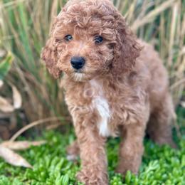 Independence (Indy) - Red  female Poodle puppy in Herriman, Utah from Shaggy Mountain Pups LLC