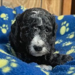 S'more - Black female Goldendoodle puppy in Pittsburg, Texas from Grace Springs Goldendoodles