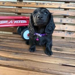 Parsley - Black female Dachshund puppy in North Ogden, Utah from Liberty Pups by MF Homestead