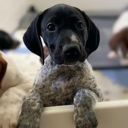German Shorthaired Pointer Puppies from Thunder Mountain Gun Dogs