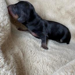 Babygirl - Black and cream female Dachshund puppy in Tulare, California from Dreamy Creamies