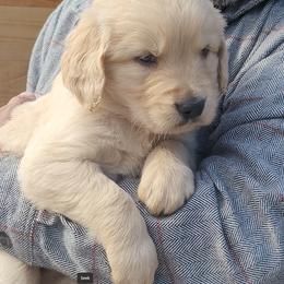Scout - Light golden male Golden Retriever puppy in Orland, California from Elliott's Elite Puppies