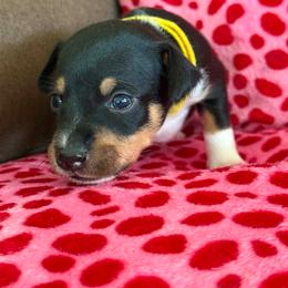 Comet - White and silver male Rat Terrier puppy in Molalla, Oregon from The Puppy Patch Rat Terriers