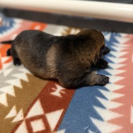 German Shepherd Puppies from Smithcoshepherds