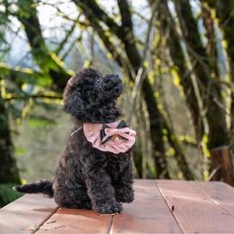 Abigale Gabble - Black female Cockapoo puppy in Deming, Washington from Heavenly Puppies to Love