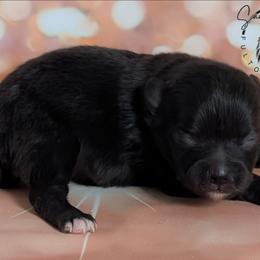 Storm - Black female Pomeranian puppy in Fultonville, New York from Sandy Aussies & Pomeranians