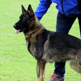 Letty - German Shepherd