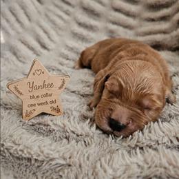 Yankee - Dark golden male Golden Retriever puppy in Inman, South Carolina from Shadow Acres