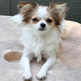 Chihuahua puppies from Dog Bones N Harmony