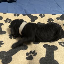 Grey Girl - Silver female Poodle puppy in East Wenatchee, Washington from Stylish Standards