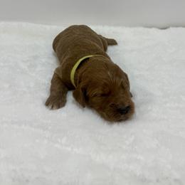 Sailor - Red  female Goldendoodle puppy in Kenansville, North Carolina from J+A Family Doodles