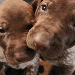 German Shorthaired Pointers from Brownscreek Connection
