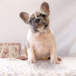 Miso Soup - Blue fawn female French Bulldog puppy in New Hampton, New Hampshire from Kismet French Bulldogs